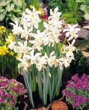 Narcissi Thalia